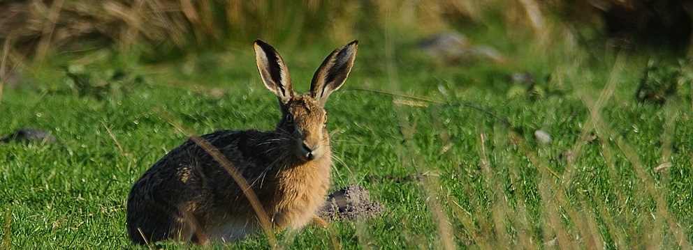 Elections next week will see 39 Police & Crime Commissioners elected to oversee local police forces. In a new blog, Link’s @MattRCBrowne sets out how PCC’s can step up the fight against wildlife crime, to better protect nature and people 🦊 wcl.org.uk/police-and-cri…