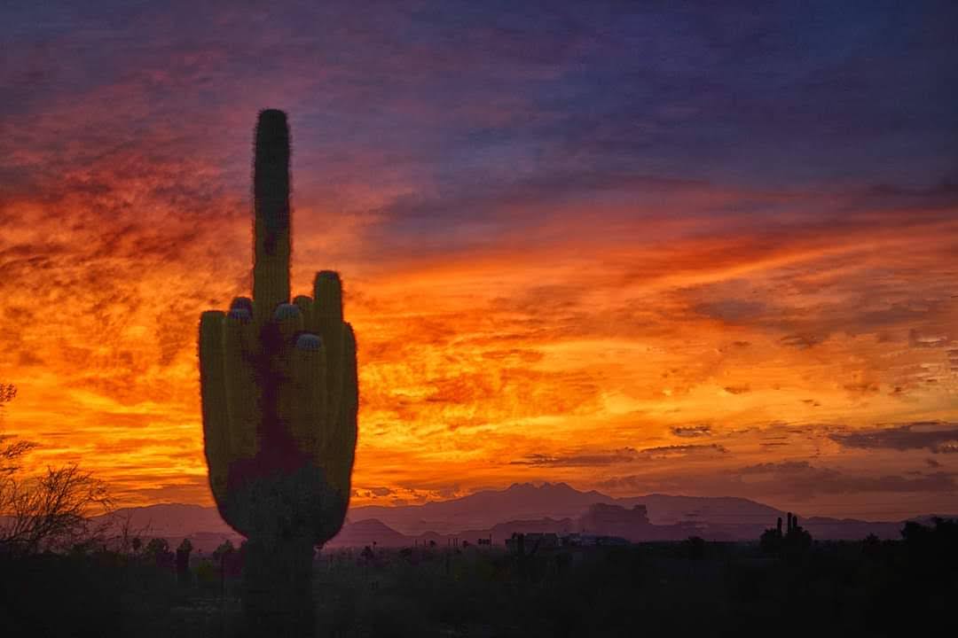 Good morning from Phoenix you all.  I have been busy doing some volunteering.   Here's a sunrise picture I took from Papago Park.  I did the triangulation and this saguaro is pointed directly at Kari Lake's house.  Isn't nature amazing?