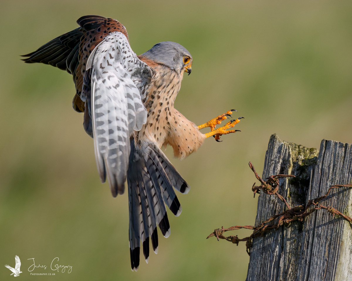 Kestrel pouncing in (North Yorkshire Uk) A9iii 400mm #SonyAlpha #BirdsSeenIn2024 #thebritishwildlife #TwitterNatureCommunity @Natures_Voice