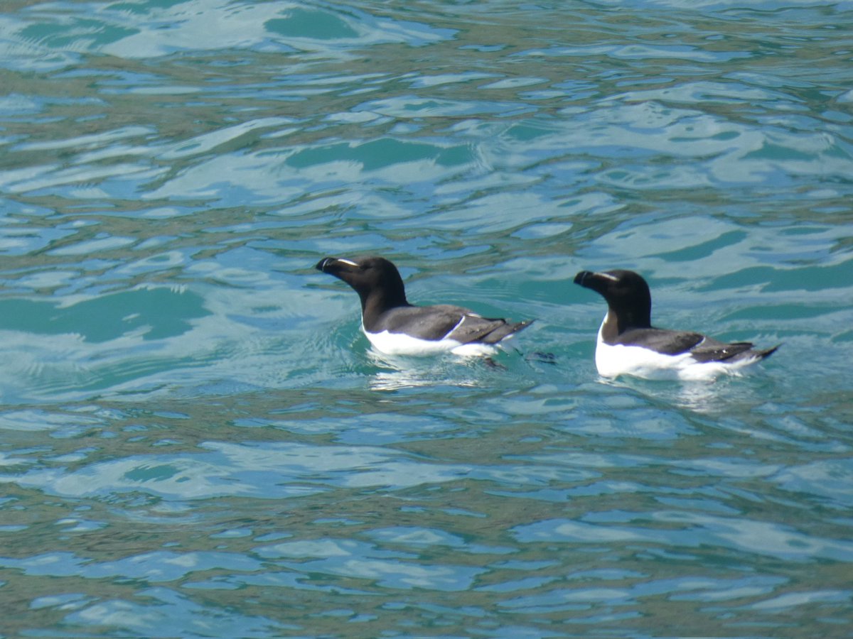 A big thanks to the Oldenburg team today for allowing the staff to get out on the water and to count from the water. It was great to see our auks on the ledges and some of our seals hauled out on the rocks. A Common Sandpiper and 2 Bar-tailed Godwits were also seen.
