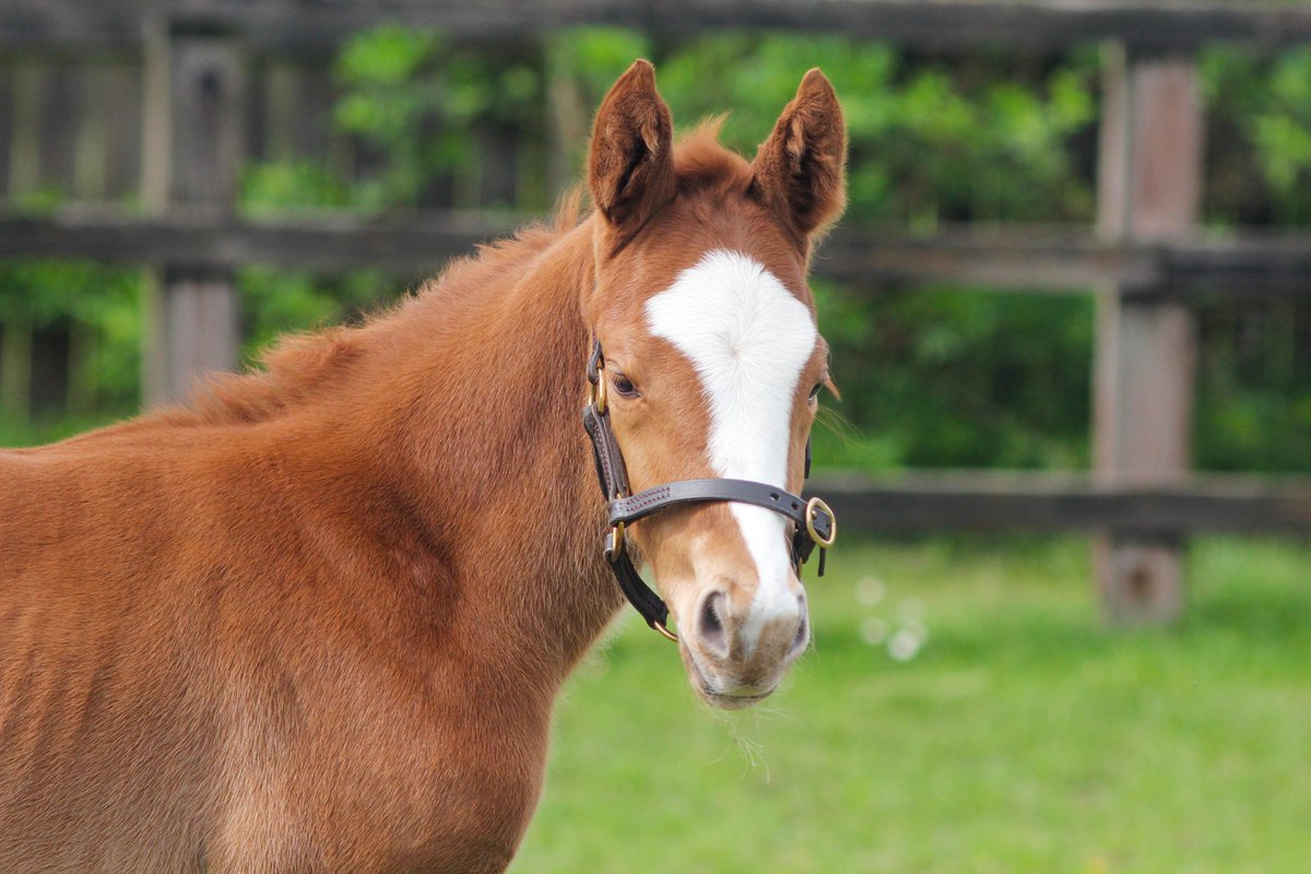 Do faces come much cuter? 🧡🤍
This filly is by Darley stallion, Palace Pier🐎

#foalingseason24 #chestnut #NSfoaling #foalsoftwitter #cute #fluffy #futurechampion