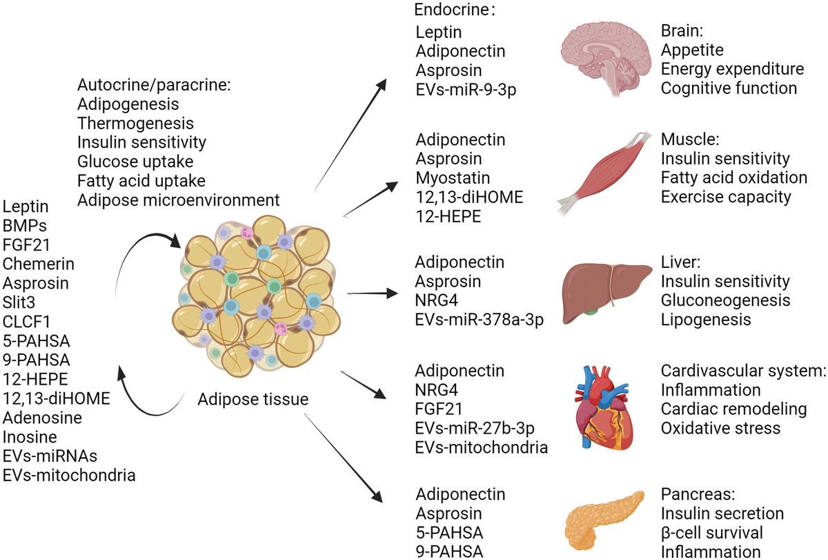 ChristophBurch's tweet photo. The secretory function of adipose tissues in metabolic regulation…
https://t.co/xwC5PZLBGt https://t.co/9X80b50xPQ