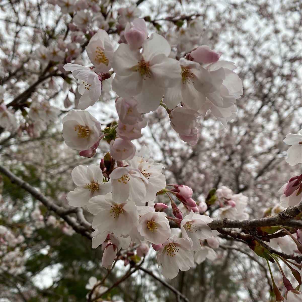 The Arboretum’s Sakura Cherry trees (Prunus × yedoensis) are blooming! These ornamental flowering cherry trees can be found in the grove by the OAC '56 Park in the Garden, between the Italian Garden & David G. Porter Memorial Japanese Garden! #UoGArboretum #UofG #Guelph #Trees