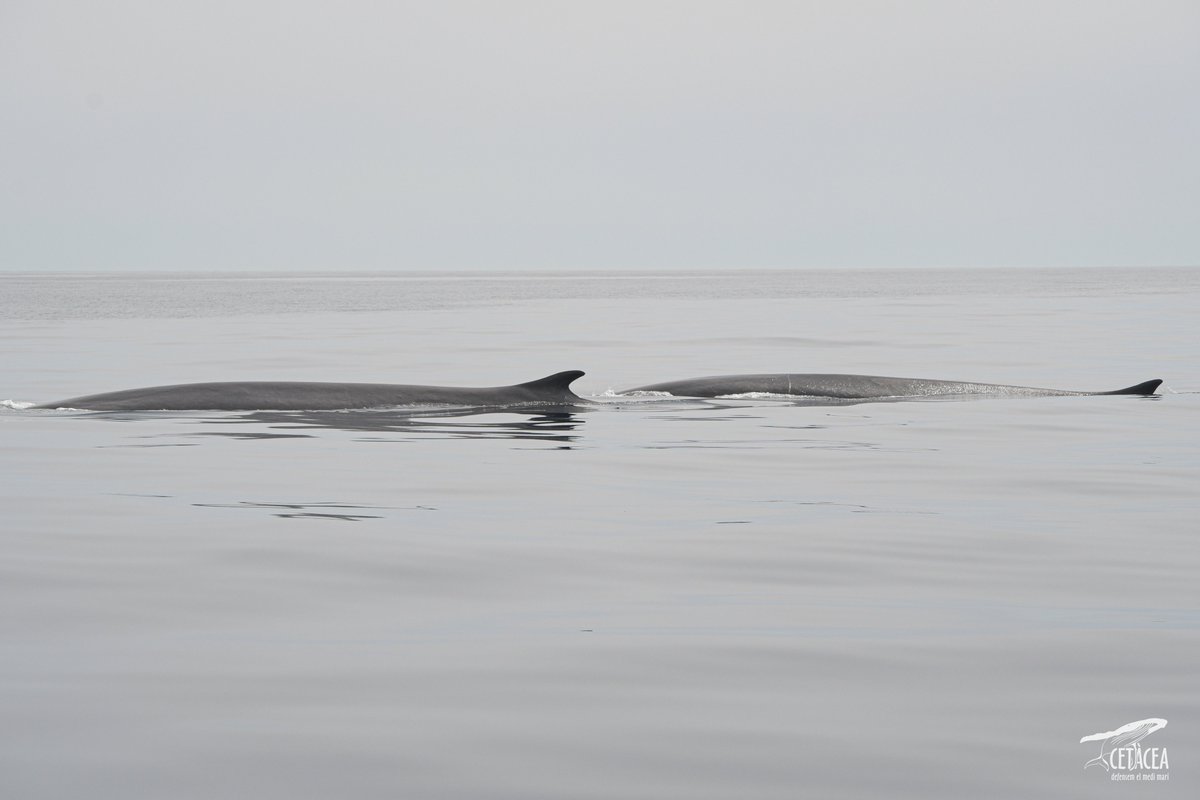 Associació Cetàcea tweet media