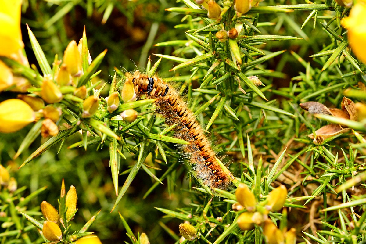 Oak Eggar moth caterpillar (Lasiocampa quercus) seen today on a gorse bush at Bonaly, Pentland Hills above Torduff Reservoir. #MothsMatter @BCeastscotland @BC_Scotland