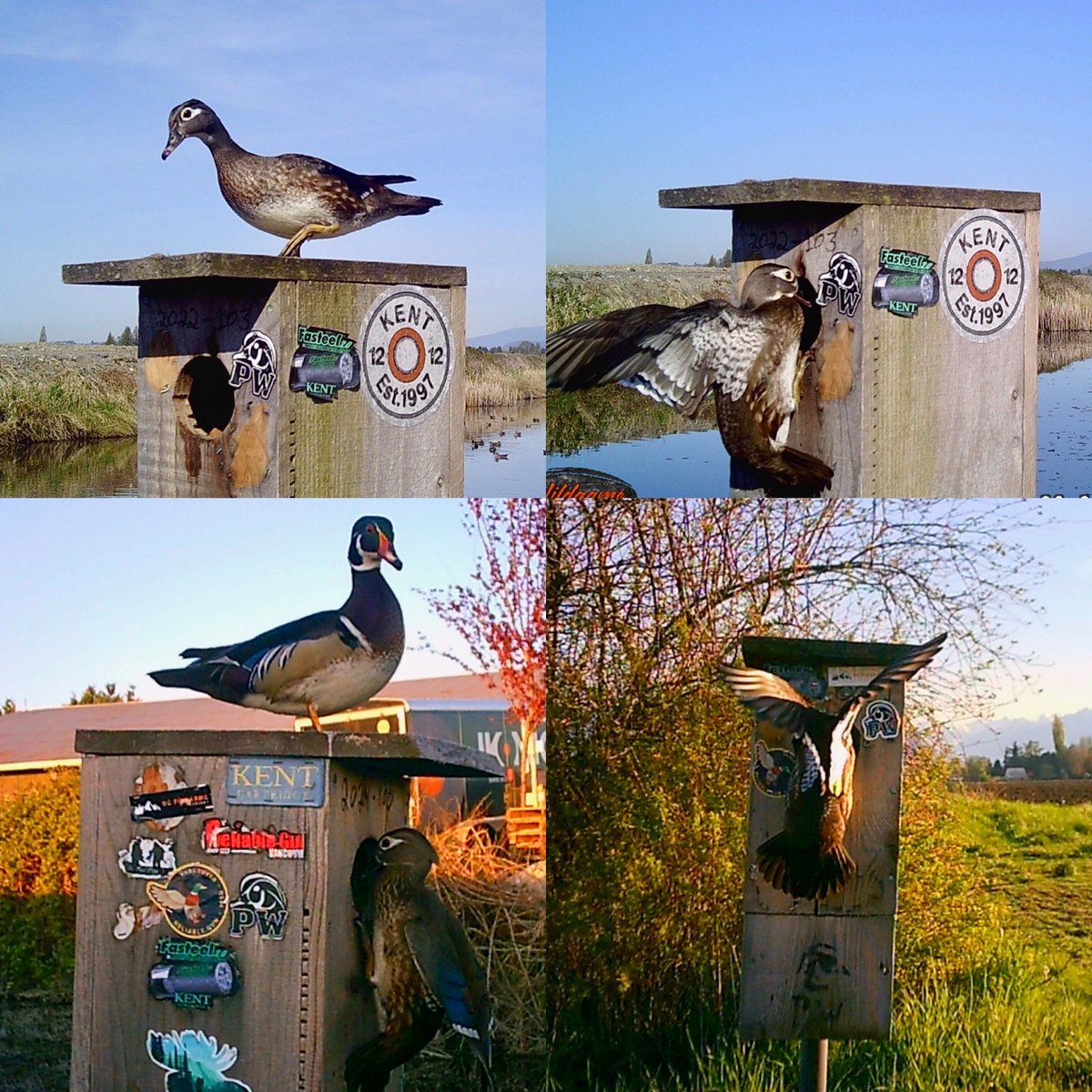 Pittwaterfowler tweet picture