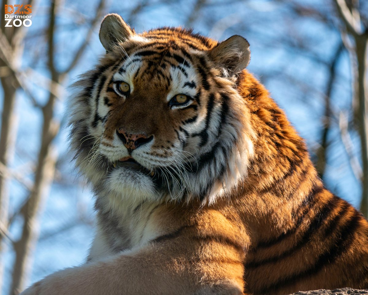 Evenings with Dragan 🐯 📷 Marketing Kira #dartmoorzoo #DZS #Devon #Tiger