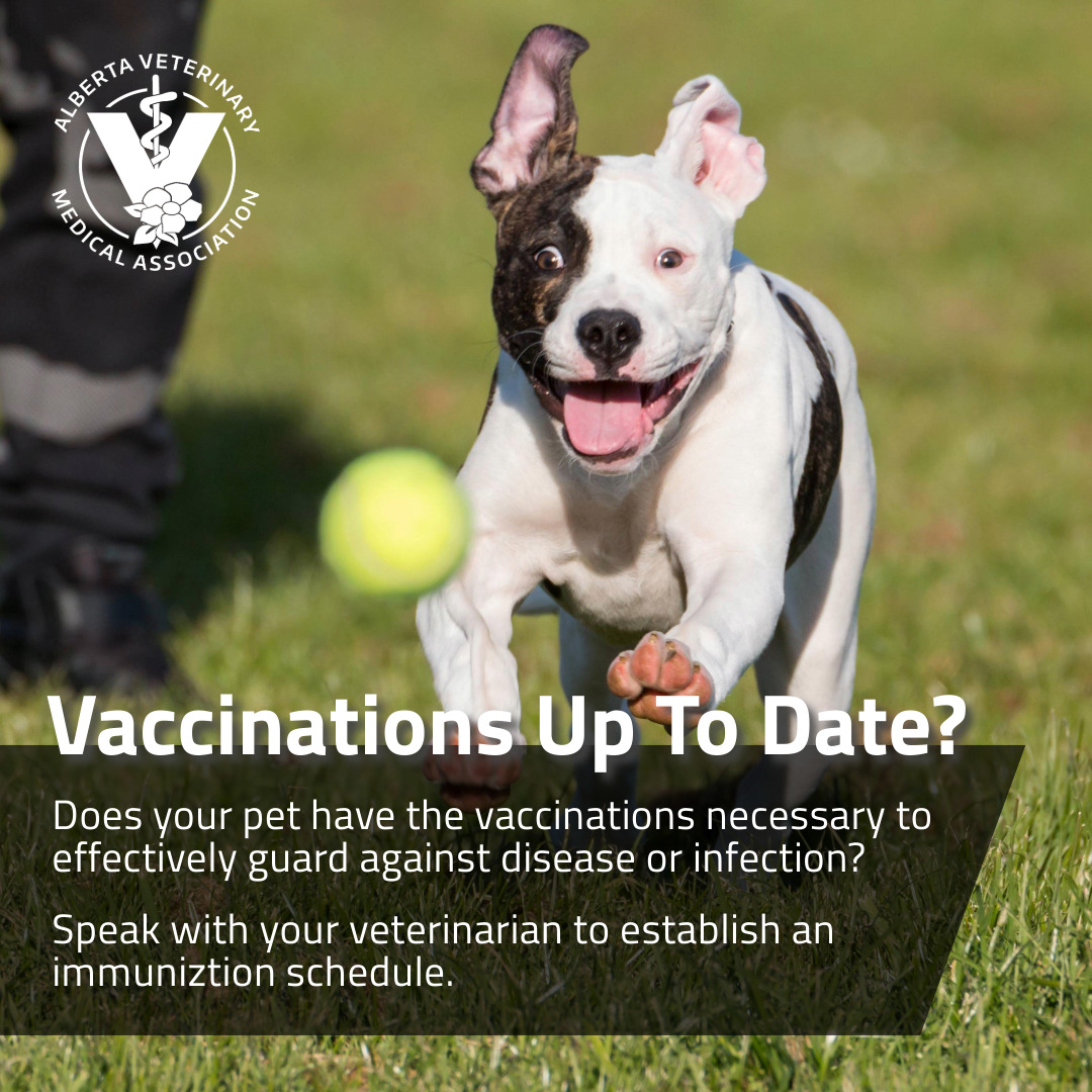 Speak with your veterinarian to ensure your animal’s vaccines are up to date. #WorldAnimalVaccinationDay #NationalVaccinationWeek bit.ly/3Ucxk87