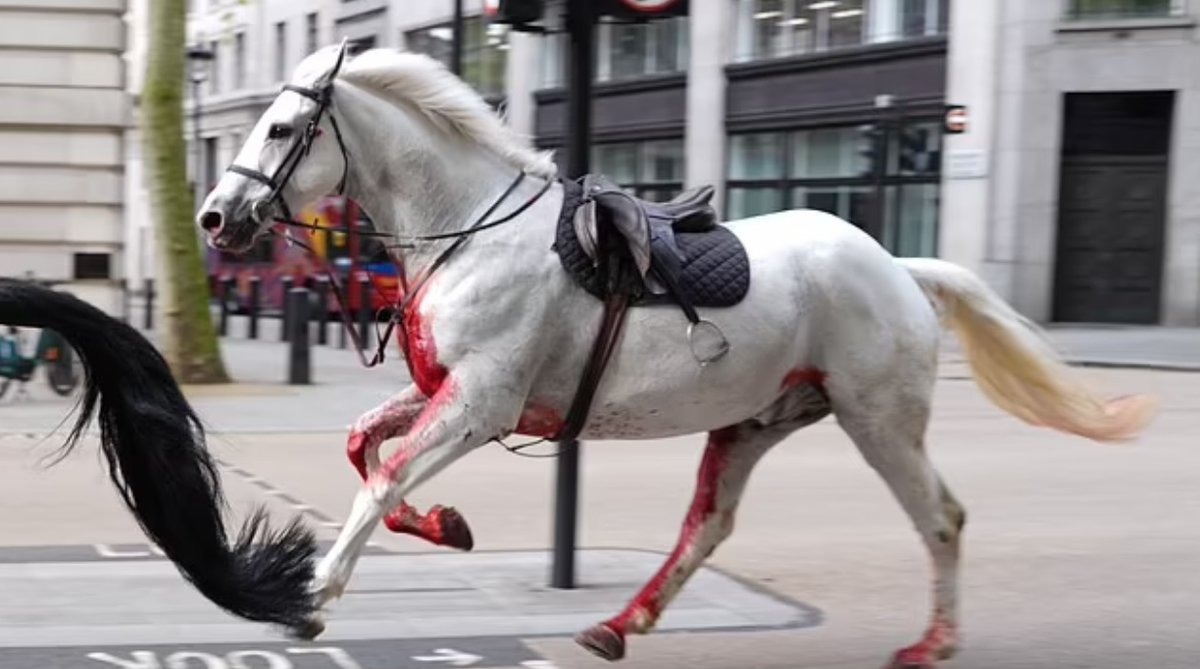 starseedastro's tweet photo. A bloody white horse running through London after a full moon in Scorpio? And not just any horse, but the King's official military bodyguard horses!

Seeing this makes me think that the murder of an innocent will soon be brought to light. A terrible omen for the false king Charles. Revelations abound at Scorpio time!

God sees all,

Sal

#Astrology #FullMoon #Scorpio #London #UK