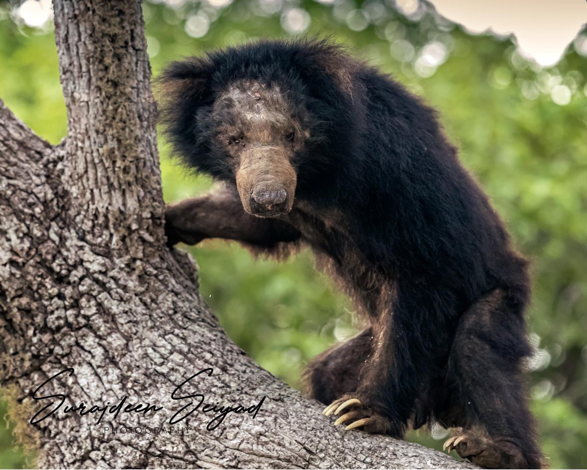 “Bear with me!' says a sloth bear after ascending a tree in search of Palu fruits at Kumana National Park Sri Lanka

#Bears #BBCWildlifePOTD #natgeoyourshot #natgeo #natgeowild #visitsrilanka #srilankadaily #SriLanka #AnimalLovers #canonfavpic #nikon #canon #bear