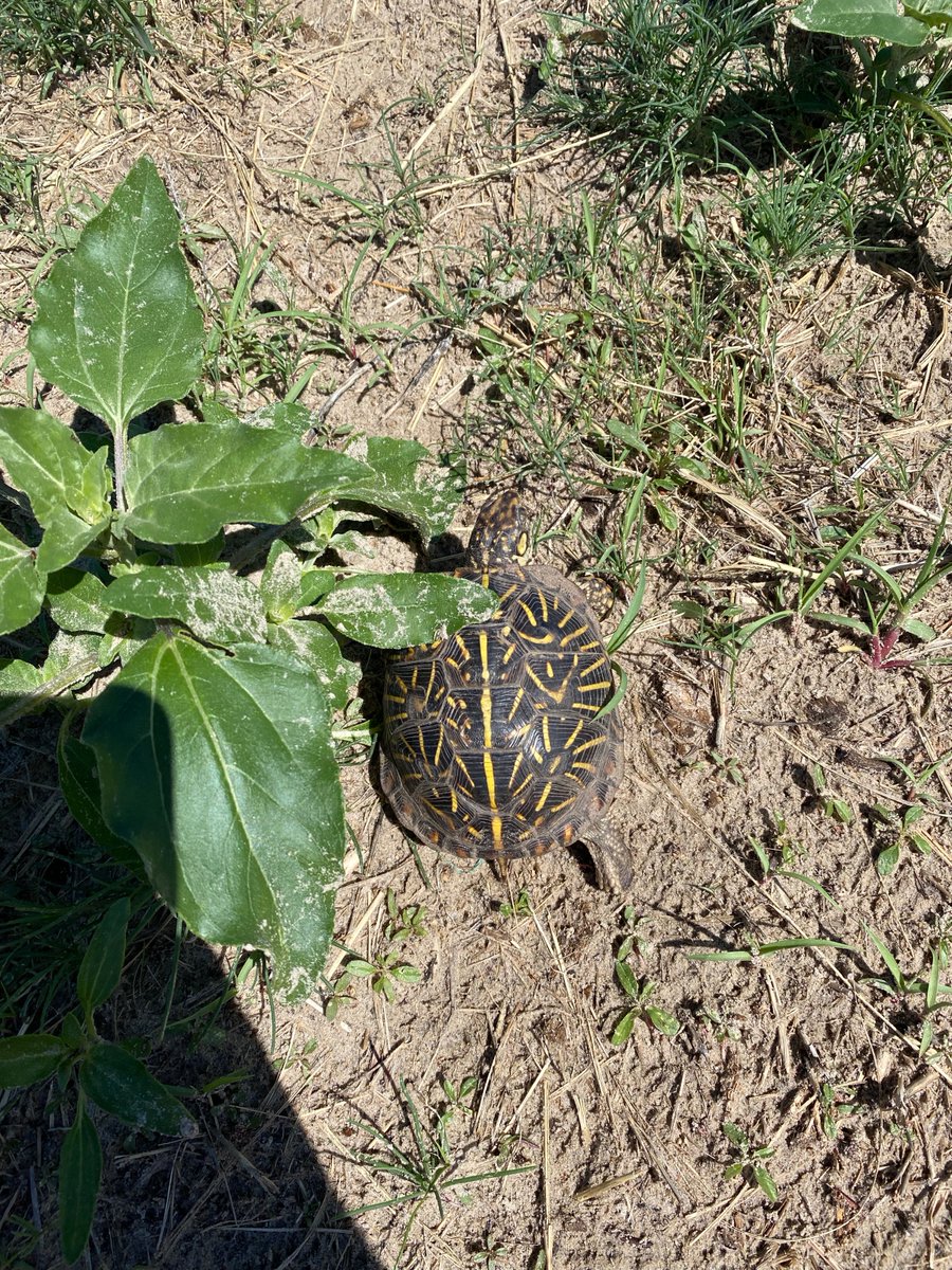 Applied Wildlife Ecology & Spatial Movement Lab tweet media
