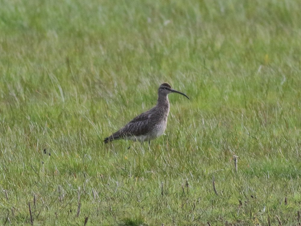 Whimbrel - Cotgrave, Notts (24.04.2024)