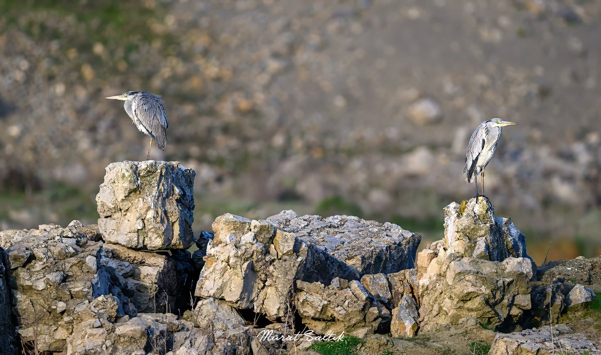 Kalk çayını kendine al 😊 Gri Balıkçıl #Eskişehir #hangitür #nikonz9 #birdwatching