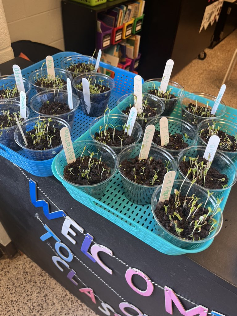 LearnWithMay's tweet image. Our plants are growing! 🌱 @SedgeGardenES