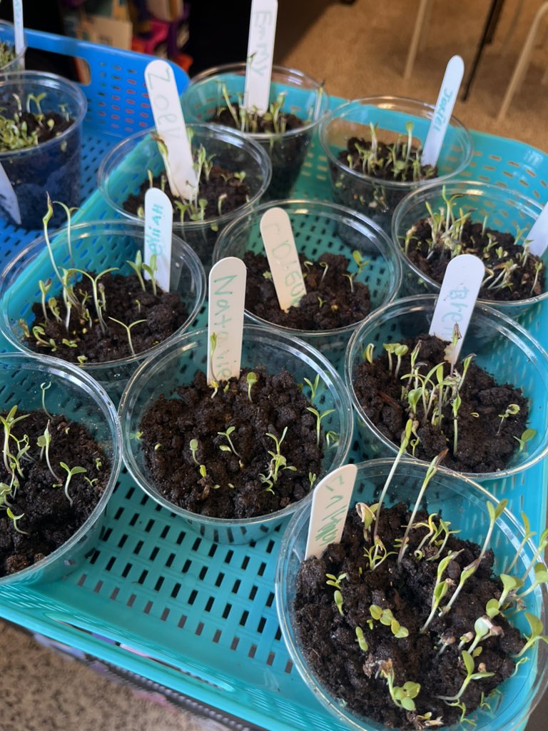 LearnWithMay's tweet image. Our plants are growing! 🌱 @SedgeGardenES