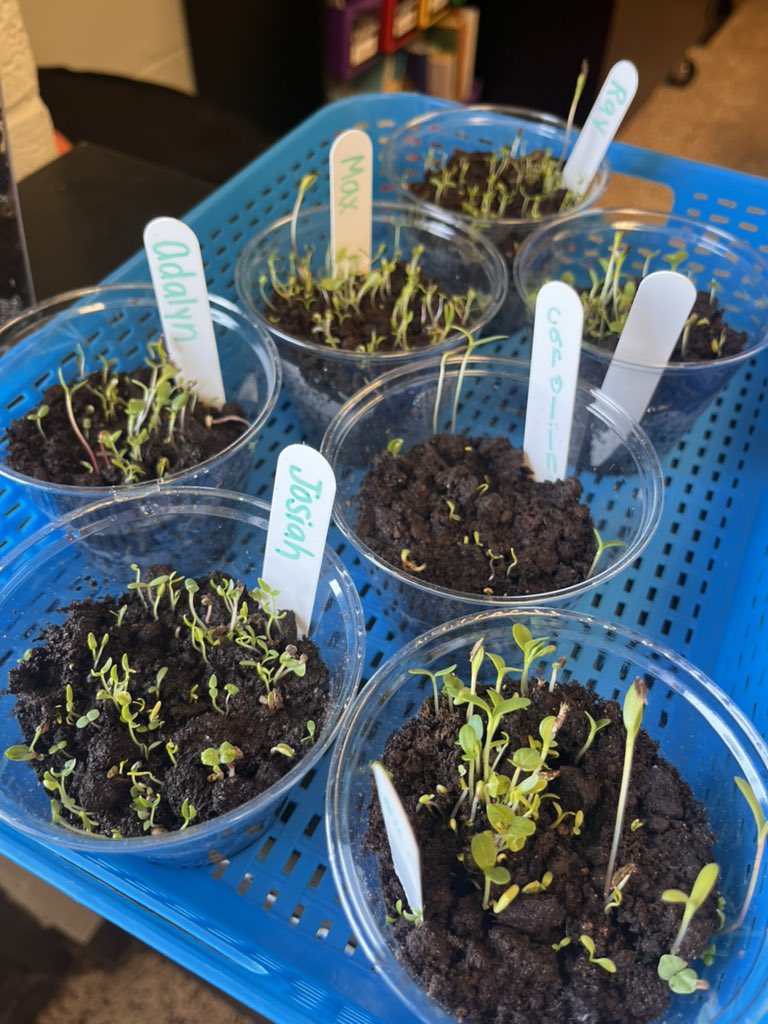 LearnWithMay's tweet image. Our plants are growing! 🌱 @SedgeGardenES