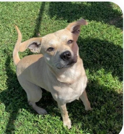 ROGER #A366072 1yo listed to die 4/29 💉 AFTER left to die in PAIN in the ROOM OF DEATH! at  #CorpusChristi Tx  😡. plz #PLEDGE for #RESCUE to save his life ! ROGER is very anxious in his kennel once taken out with staff he feels much better! Plz help BEAUTIFUL PUPPY ROGER res ⬇️