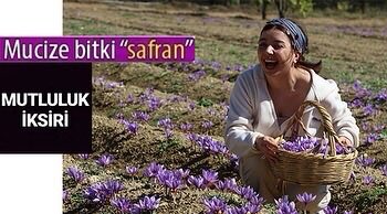 SAFRAN •İçeriğinde yer alan mineral ve vitaminler soğuk algınlıklarında ateş düşürücü ve enerji verici etki gösterir. Akciğer hastalıklarında özellikle bronşit ve astım rahatsızlıklarında etkilidir. •Kalp rahatsızlıklarını engellediği ve kalbi koruduğu düşünülmektedir.