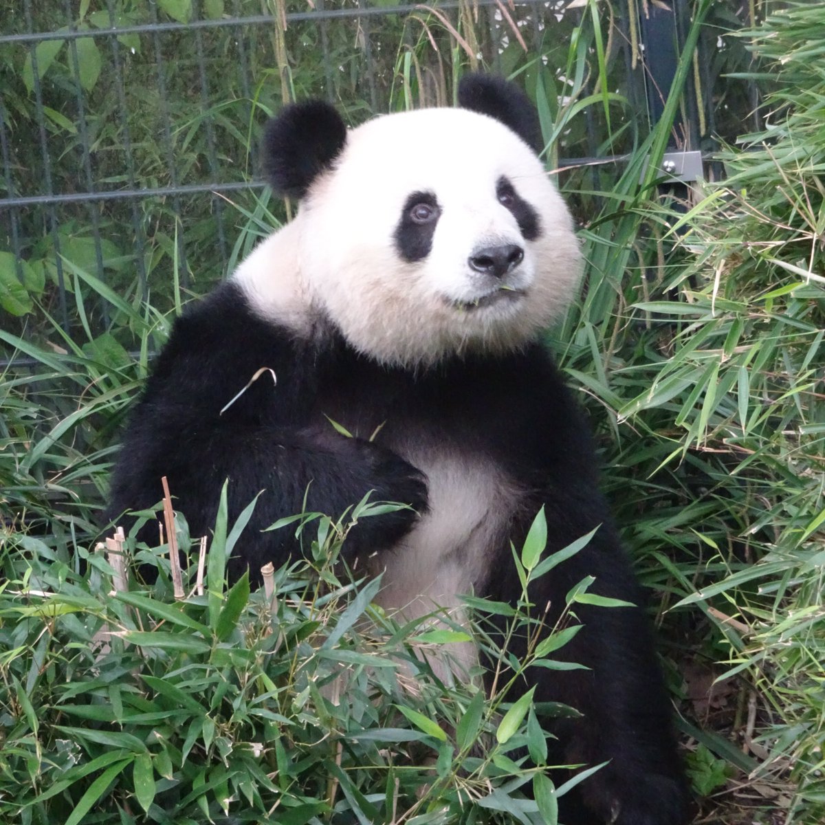 #MengMeng and her fave food 

#panda #cute #pandas #cuteanimals #cute #pandamic #pandasberlin #zooberlin