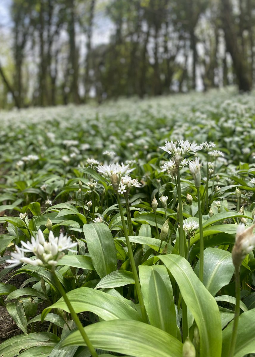 The wild garlic at Stackpole in @PembrokeshireNT is at its best in April. At Lodge Park Wood, there is a haze of white flowers lining the woodland paths, but you will smell the distinctive oniony fragrance before you see them. Plan a visit: bit.ly/3wa9O3F 📷Rob Butters