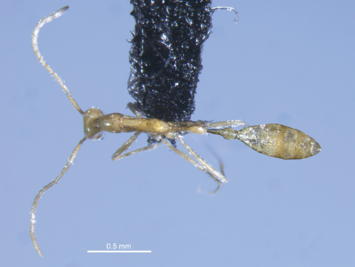 Avustralya'da bulunan Leptanilla cinsine ait karınca türüne "voldemort" ismi verildi.
Fig makaleden (Wong &amp; McRae, 2024)
doi.org/10.3897/zookey…
#Karınca #Ant #Zootaxa