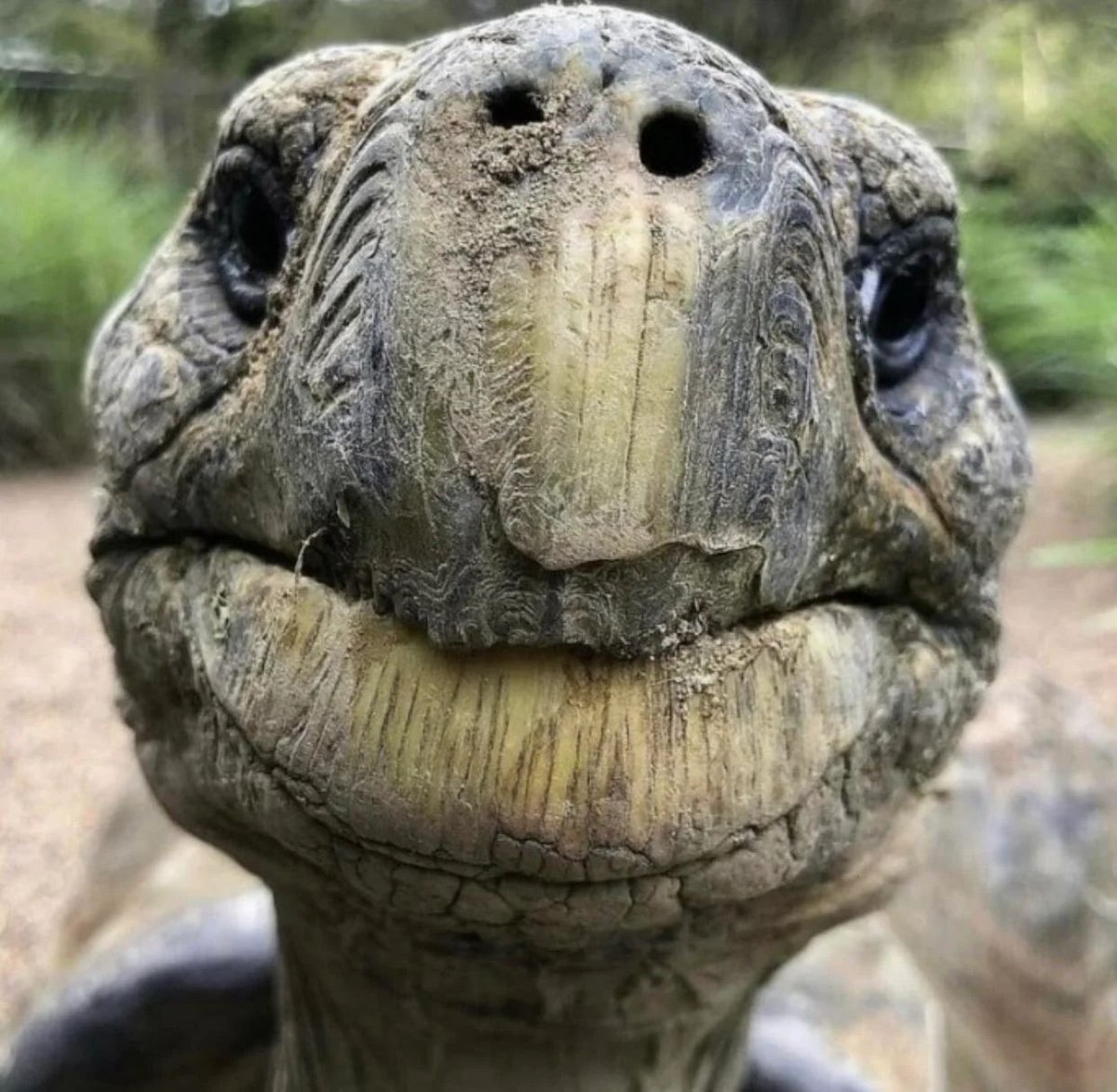The face of a 191 year old tortoise, the oldest known living land animal.