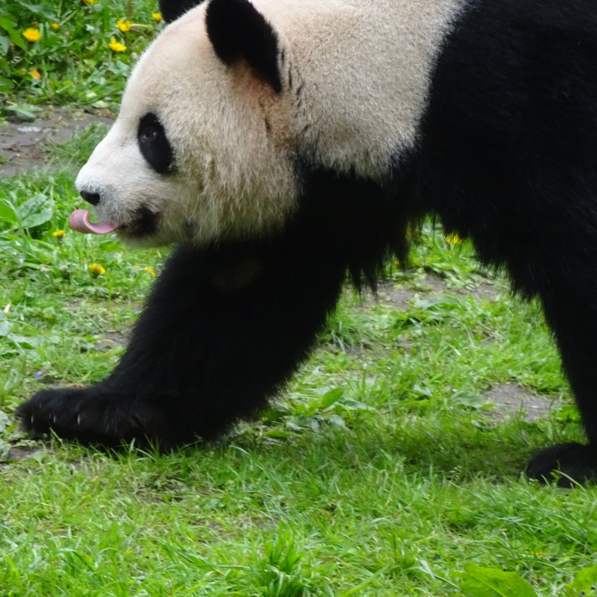 #JiaoQing is really active for a panda!!

#panda #cute #pandas #cuteanimals #cute #pandamic #pandasberlin #zooberlin