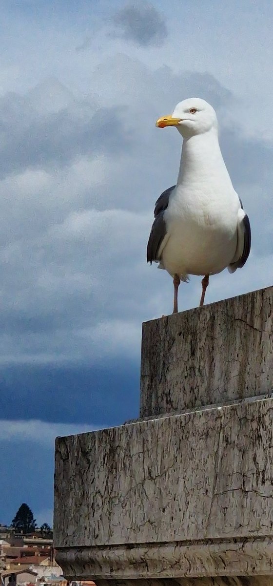 Italian seagull told me 'buonfuckoff' what does this mean???