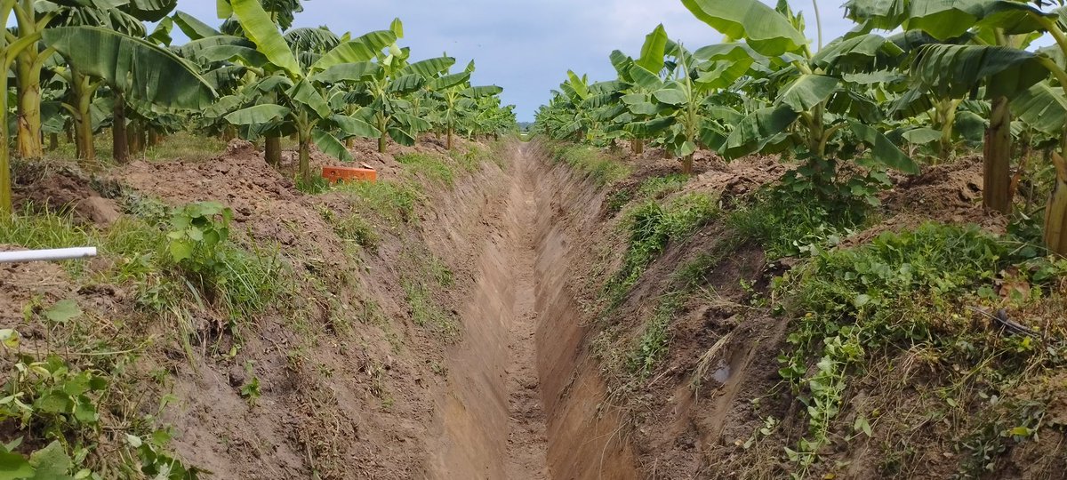 SomosVicsa's tweet photo. Comenzando el día de la mejor manera 💪🏼 Hoy realizamos mantenimiento de canales secundarios 👷♂️🚜 #somosvicsa #vicsa #ingenieriaambiental https://t.co/pfUAYphCly