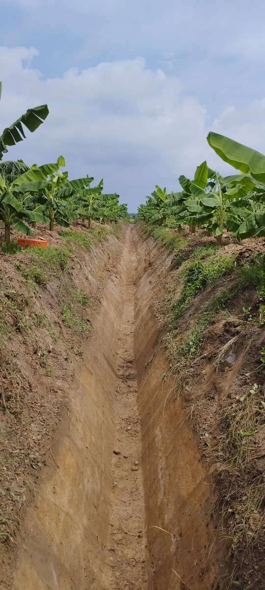 SomosVicsa's tweet photo. Comenzando el día de la mejor manera 💪🏼 Hoy realizamos mantenimiento de canales secundarios 👷♂️🚜 #somosvicsa #vicsa #ingenieriaambiental https://t.co/pfUAYphCly
