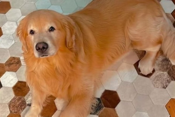 Metropoles's tweet photo. 🖤 Famosos pedem justiça por Joca, cão morto por erro de companhia aérea

O golden retriever Joca, de 5 anos, morreu após ser embarcado em um voo errado da companhia aérea Gol. Caso gerou revolta nacional

Leia: https://t.co/Z5dtRBP581 https://t.co/se4LBmXdS2