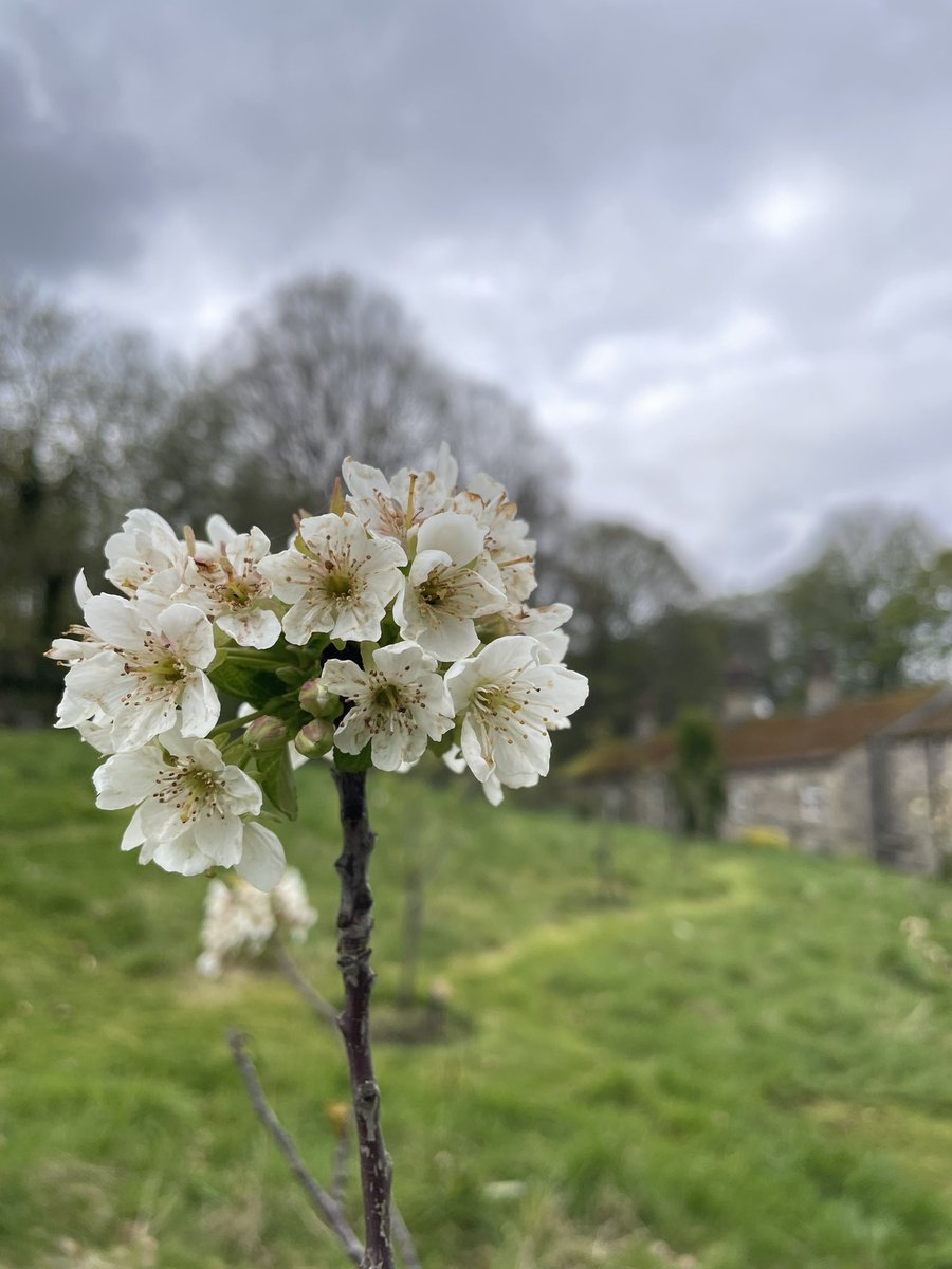 The orchard is starting to look fantastic with blossom coming through. All paths cut today leaving lots of long grassland for pollinators and wild flowers🦋🐝🌼 #orchard #growyourown #pollinators #spring #blossom @KirkleesCouncil @Naturalkirklees @savebutterflies @BumblebeeTrust