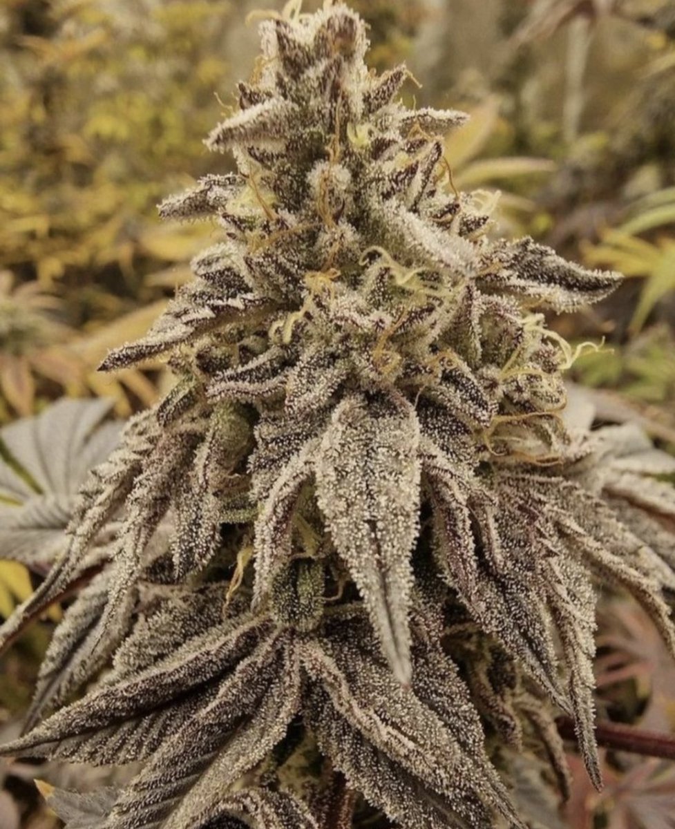 cannaboomslbruj's tweet photo. @cannaboomslbruj #fullcrem la poción del brujo te asegura magia en cada fruto 🍆 https://t.co/3E5fAeMiB1