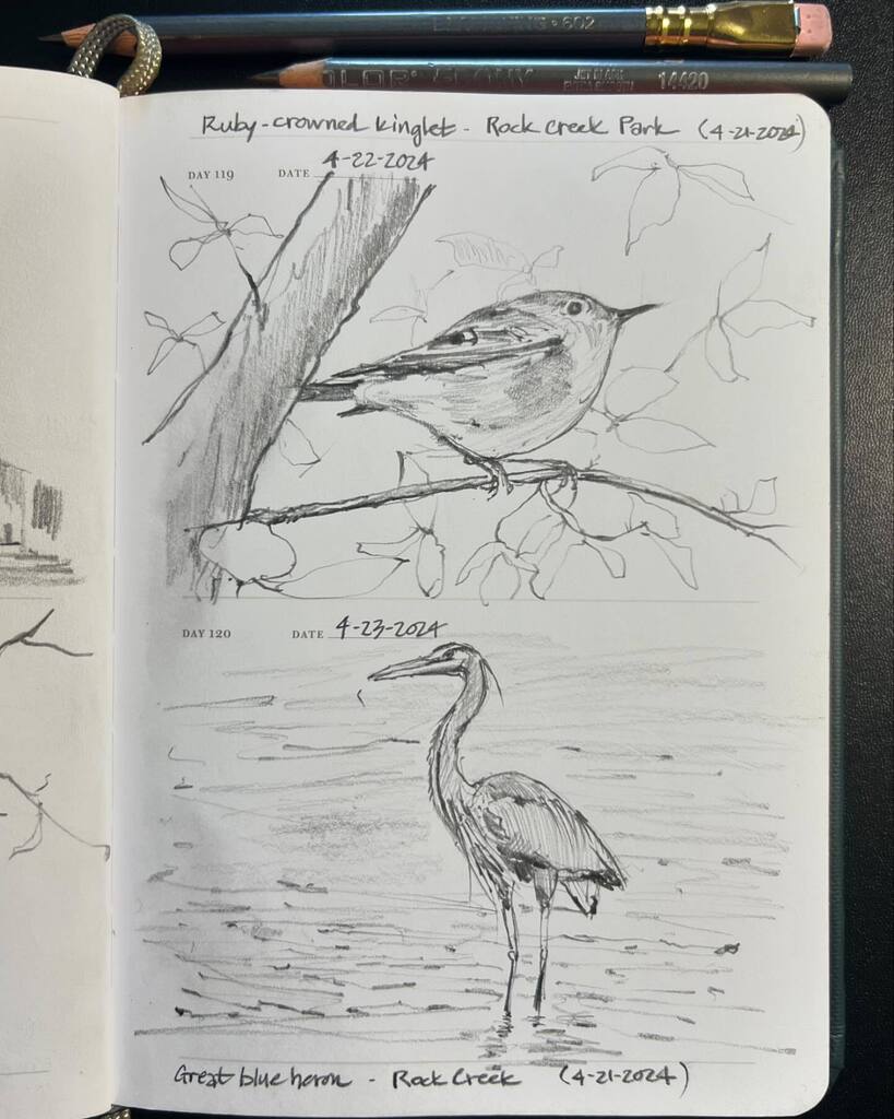 Birds and trees for days 115 through 120 of #onesketchaday.
📷 1: Two of the birds I saw while hiking through Rock Creek Park in DC this past weekend. From the tiny 4” long ruby-crowned kinglet above to the 54” tall great-blue heron below.
📷2: One of my… instagr.am/p/C6JrmNnRF8s/