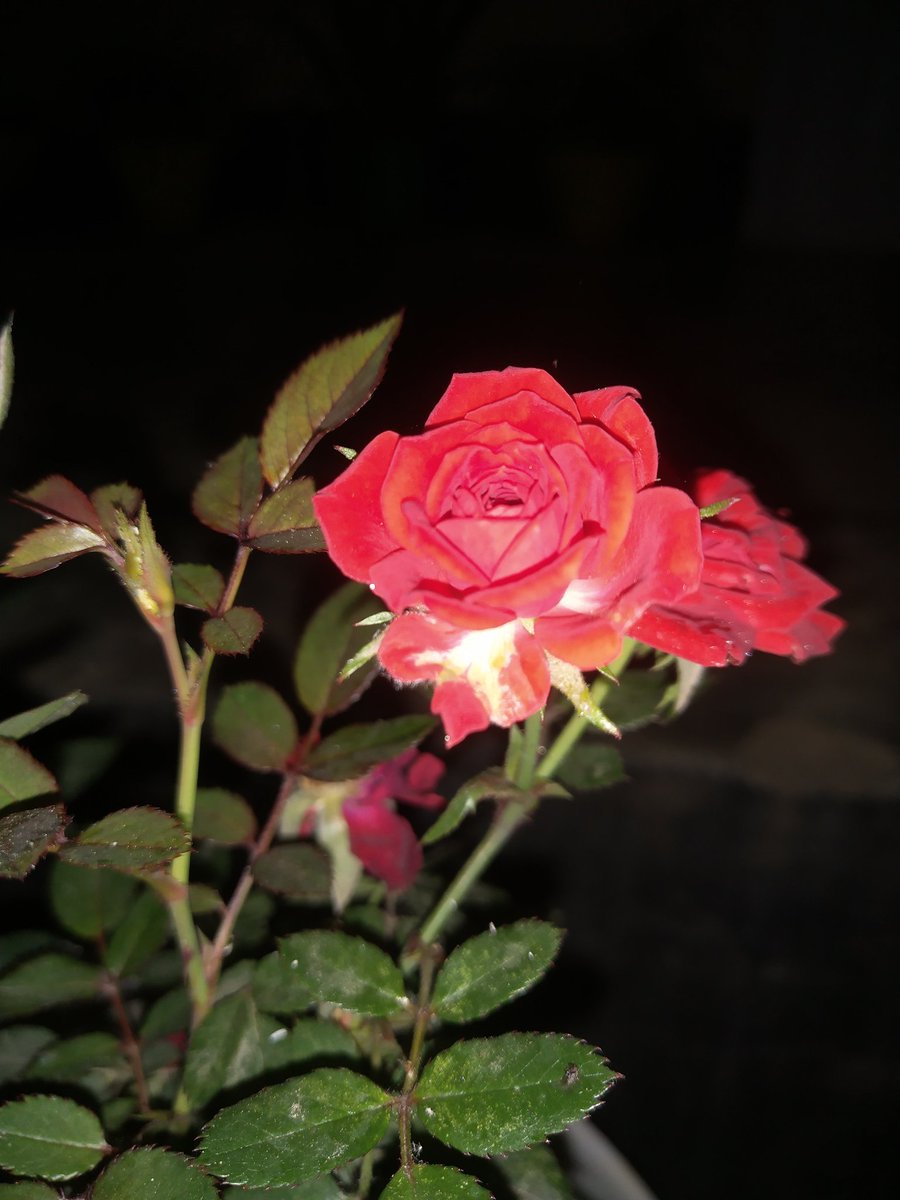 In the glow of childhood tales,
I learned of Jewish brilliance bright,
A heritage of wisdom, ever shining,
Impressed upon my mind's delight.

As years passed by with fleeting grace,
My marriage found its destined place,
Late but lucky, my heart aglow,
To be a mother, my joy does