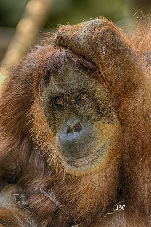 here's a set of pics of my favorite #ape, the Man of the Forest for #WildlifeWednesday

#primates #Orangutan #animal