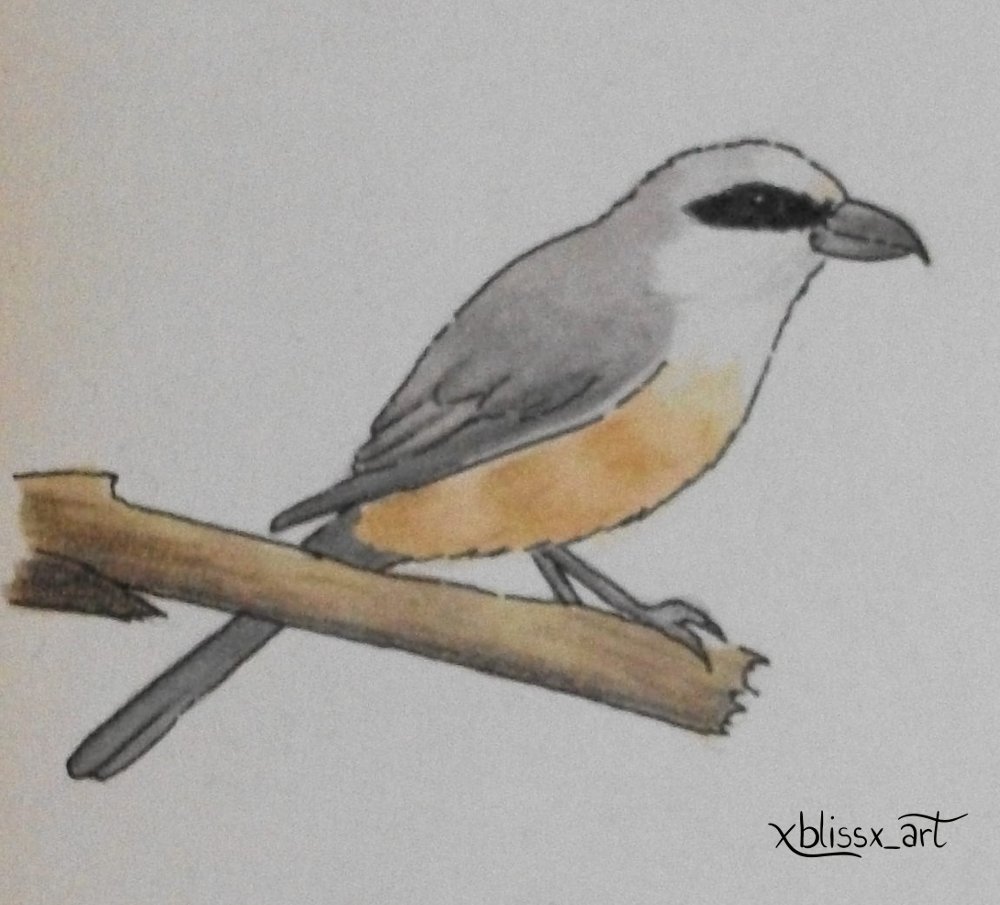 Brown Shrike for @BirdWhisperers #birdwhisperers #animaldrawing #artistsontwitter