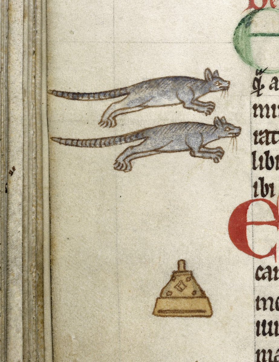 For your wonder and delight: the rats of Ferneginan, and the wandering bell of Mactalewus... BL Royal 13 B VIII, f. 21v @BLMedieval