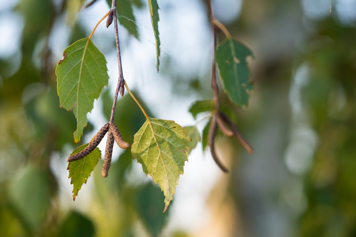 🍃 Which leaves have you spotted? 🌳 Fresh, green leaves are emerging on many of our native #tree species. 👉 Head to our website for our top #TreeID tips: bit.ly/4aChhYk 📱 Download our free tree ID #app at bit.ly/3JmOo6f