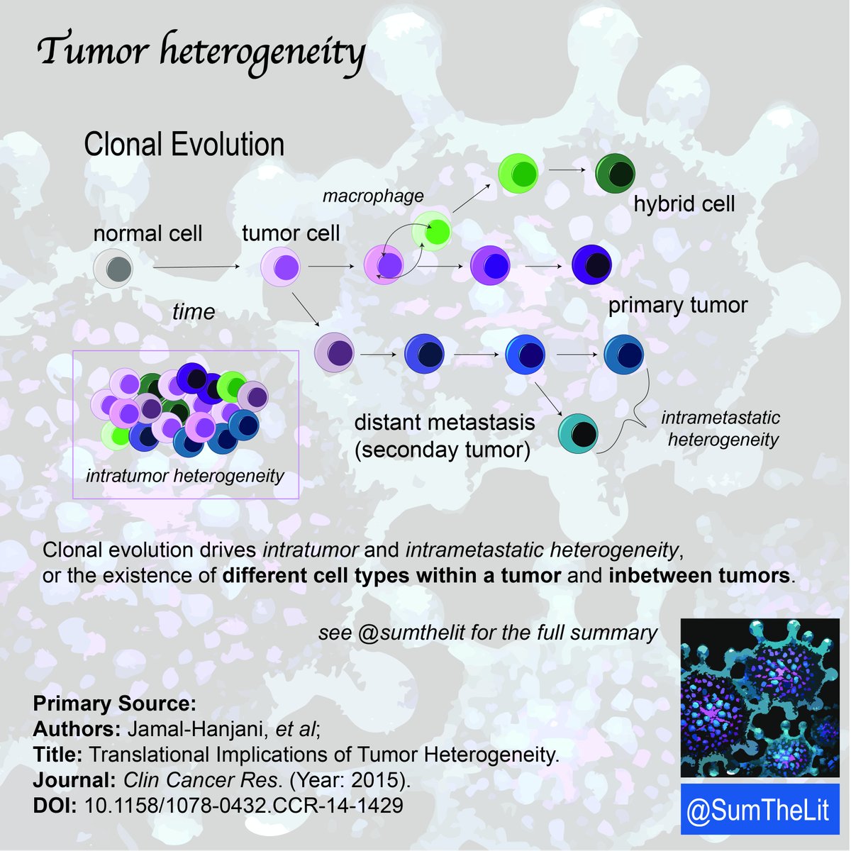 SumTheLit's tweet photo. How might a tumor acquire drug resistance? Why is treating cancer so tricky?🫀🫁🧠🩻🩺

#sumthelit #cancer #tumor #drugtreatment #science #medicine #biology https://t.co/H5QPtPyaAR