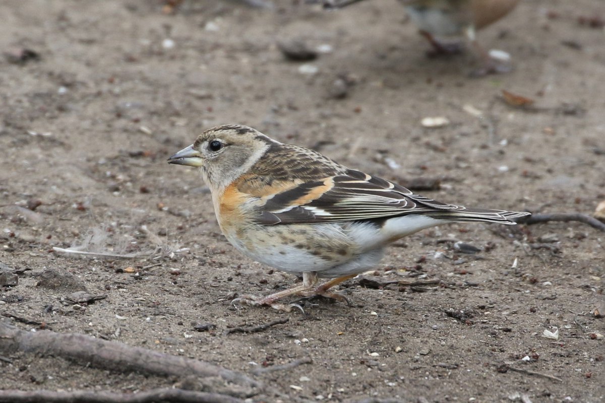 Nice Brambling at Low Barns today.