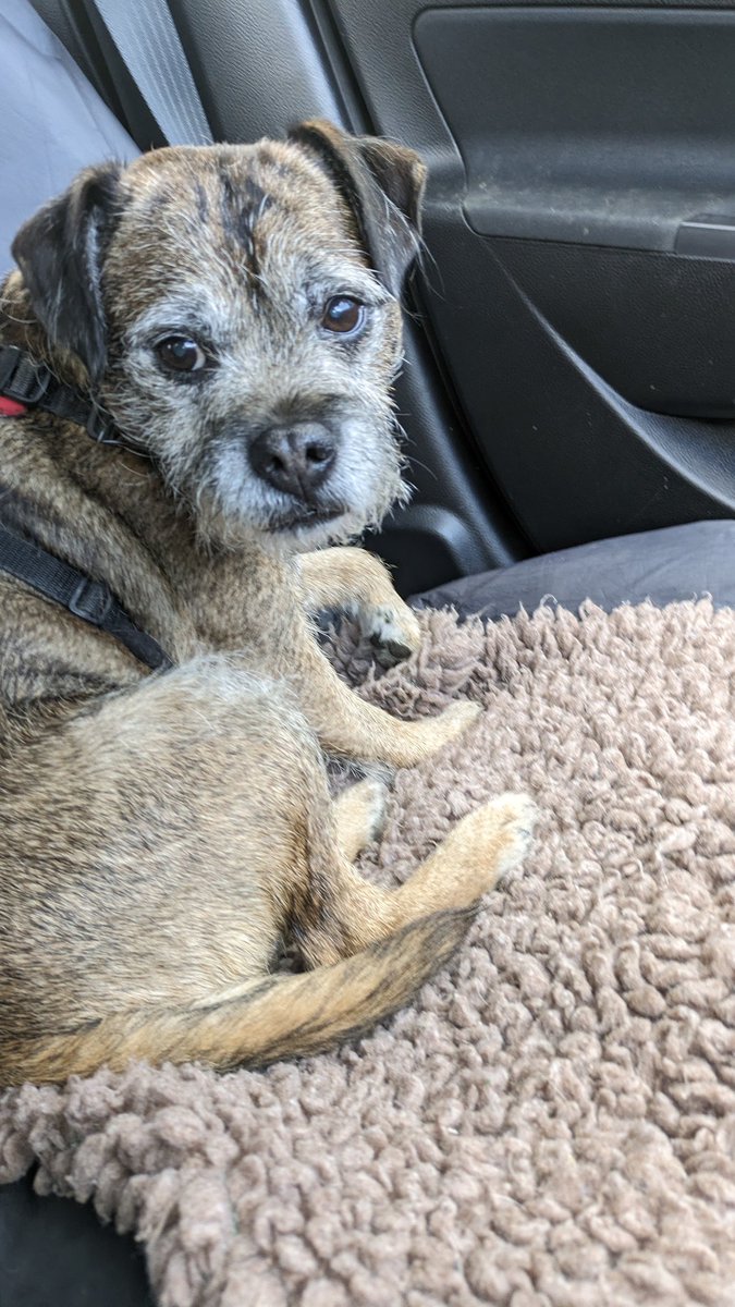 In an attempt not to be outdone by Lola's dirty protest in the vets reception  earlier today, I have had my glands done and managed to spray it all over the table and the wall

#BTPosse