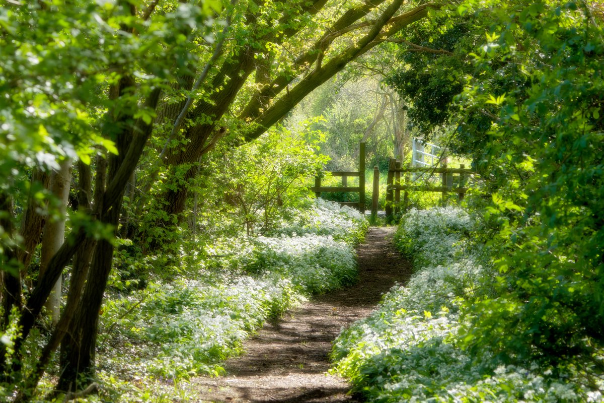 Cheshire footpath lined with wild garlic looking beautiful in the sunshine.

#wildflowers #TwitterNaturePhotography