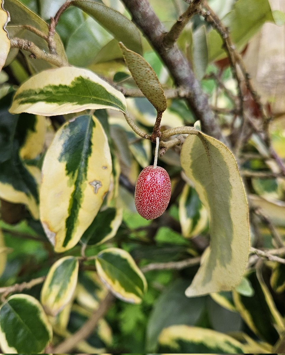 Just one beautiful fruit remaining on the Elaeagnus ebbingei 'Gilt Edge'.