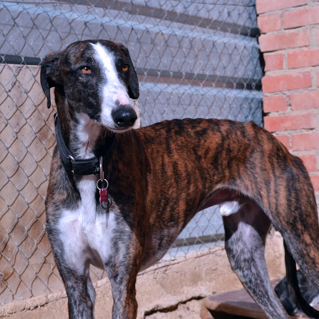 FaunaenCasa's tweet photo. Xurco 🐕 es un #Galgo de 8 años con una serie de miedos y poca socialización, traumas adquiridos tras ser #abandonado y herirle para sacarle el microchip. Necesita una buena #familia con paciencia y mucho amor. #Adopta en @AXLAMADRID en #Madrid más info en https://t.co/3QLauC1Tvv https://t.co/r6wBY6xx9E