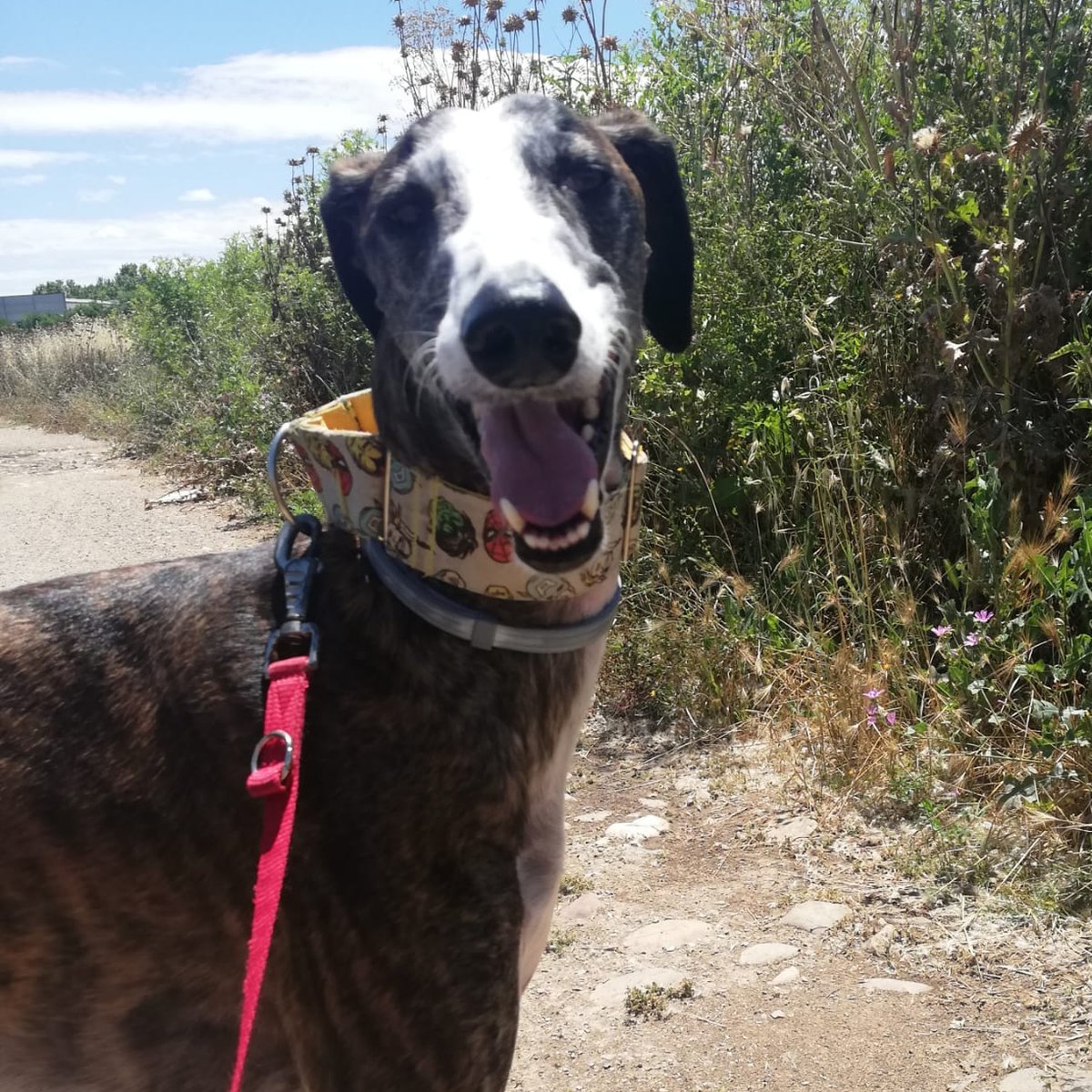 FaunaenCasa's tweet photo. Xurco 🐕 es un #Galgo de 8 años con una serie de miedos y poca socialización, traumas adquiridos tras ser #abandonado y herirle para sacarle el microchip. Necesita una buena #familia con paciencia y mucho amor. #Adopta en @AXLAMADRID en #Madrid más info en https://t.co/3QLauC1Tvv https://t.co/r6wBY6xx9E