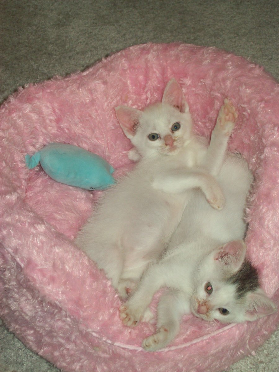 StanleyColorite's tweet photo. Sugar and Spice 5 weeks old https://t.co/5GJPYcHO5V