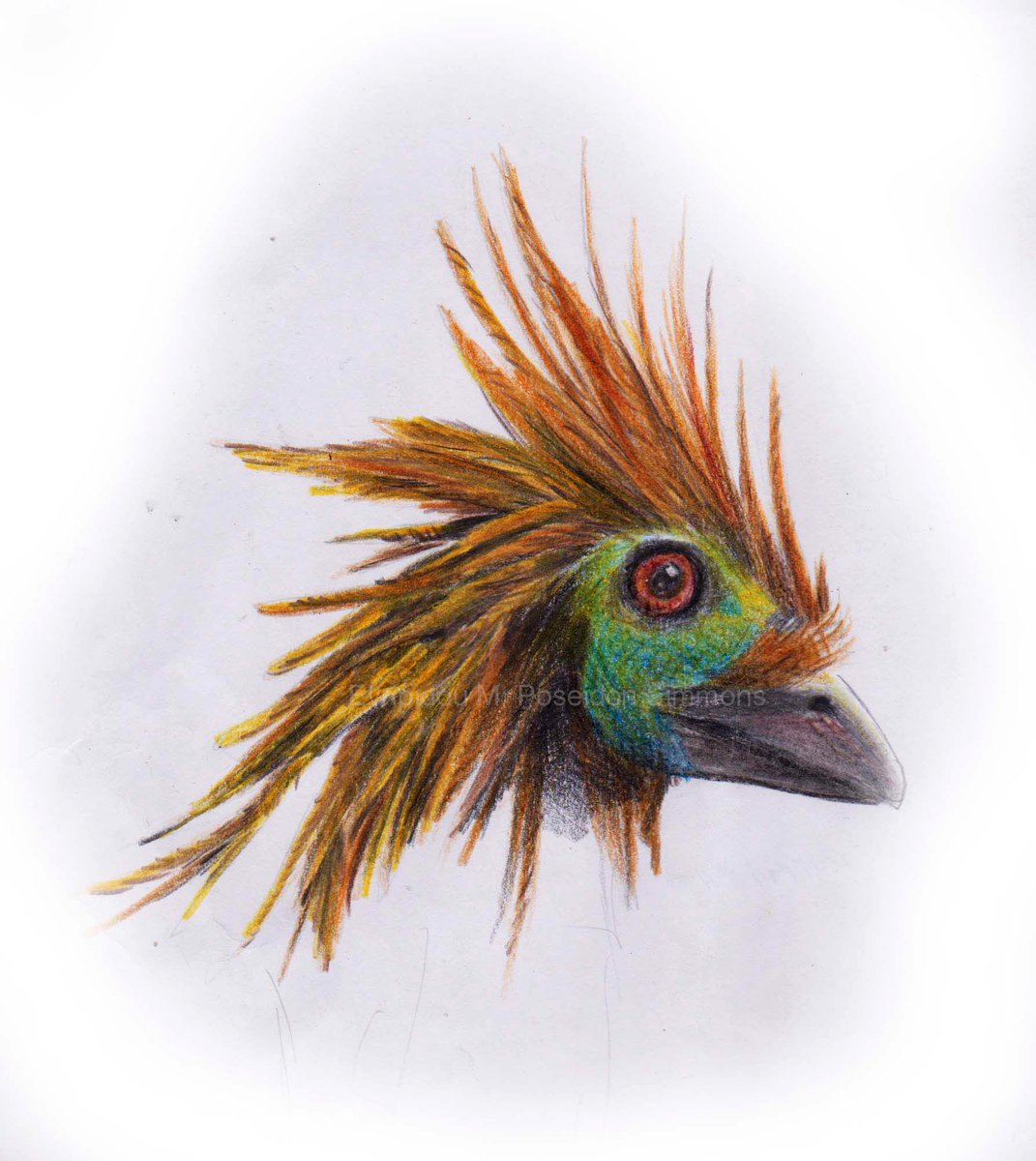 hoatzin coloured pencils #bird #animalart #coloredpencils #traditionalart