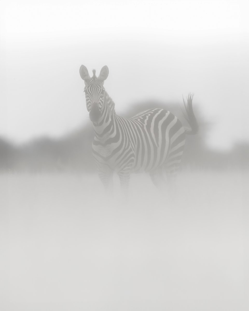 | Zebra under a veil of golden grass... | Kenya... |
#Zebra #Kenya #Shompole #Wilderness #ketanvikamsey #KVKliks #picoftheday #EarthCapture #BBCEarth #NatgeoIndia #nationalgeographic #BBCWildlifePOTD #YourShotPhotographer #NatgeoYourShot #Christina_Shorter #Kristen_McNicholas