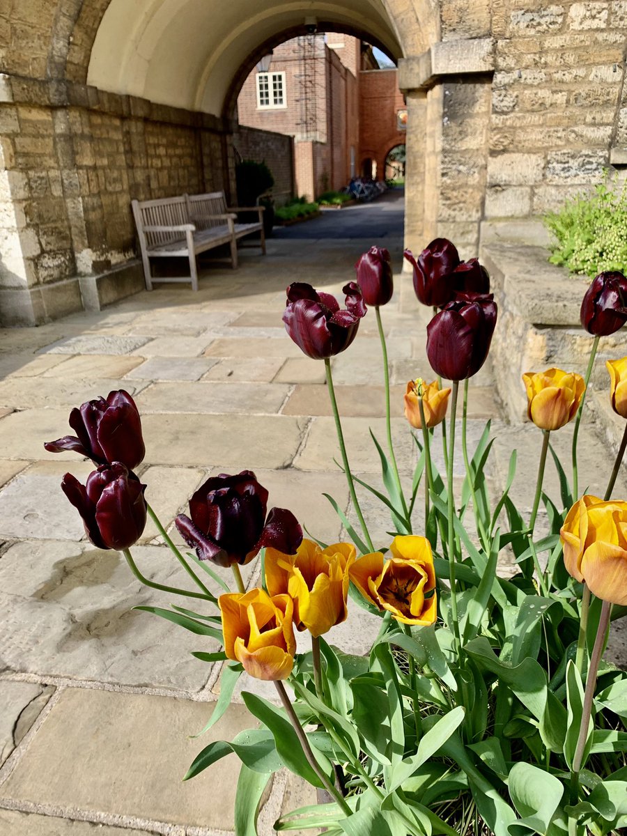 Are the best tulips @SomervilleOx? Oh, yes, I think they are… 😎